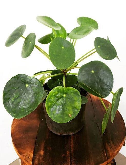 /images/plants/pilea-peperomioides-12.jpg