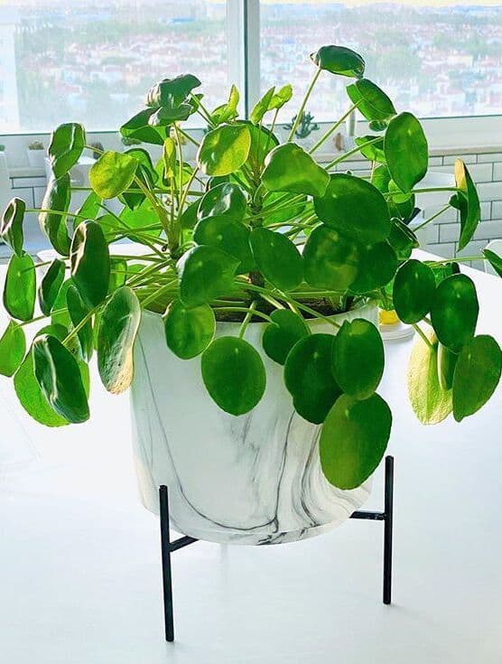 /images/plants/pilea-peperomioides-9.jpg