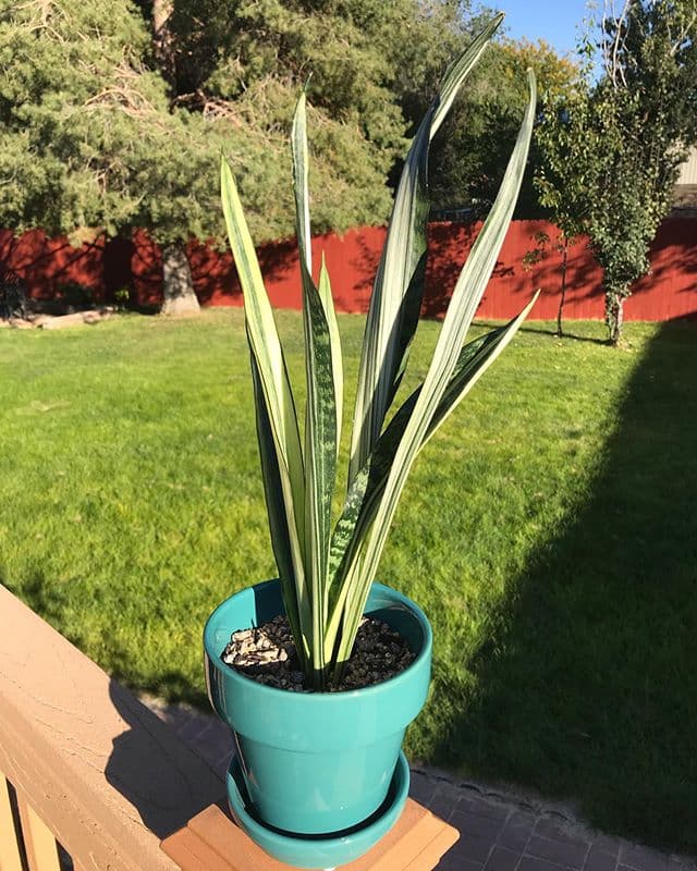 /images/plants/sansevieria-trifasciata-bantels-sensation-10.jpg