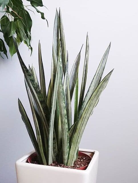 /images/plants/sansevieria-trifasciata-bantels-sensation-11.jpg