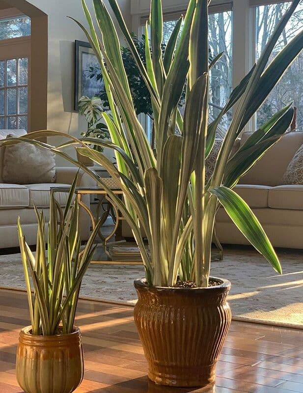 /images/plants/sansevieria-trifasciata-bantels-sensation-13.jpg