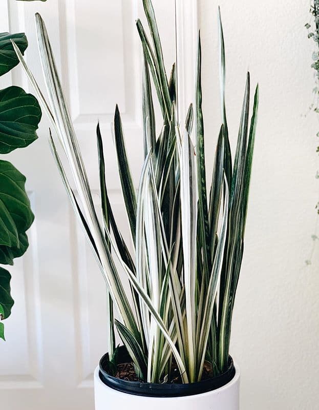 /images/plants/sansevieria-trifasciata-bantels-sensation-15.jpg