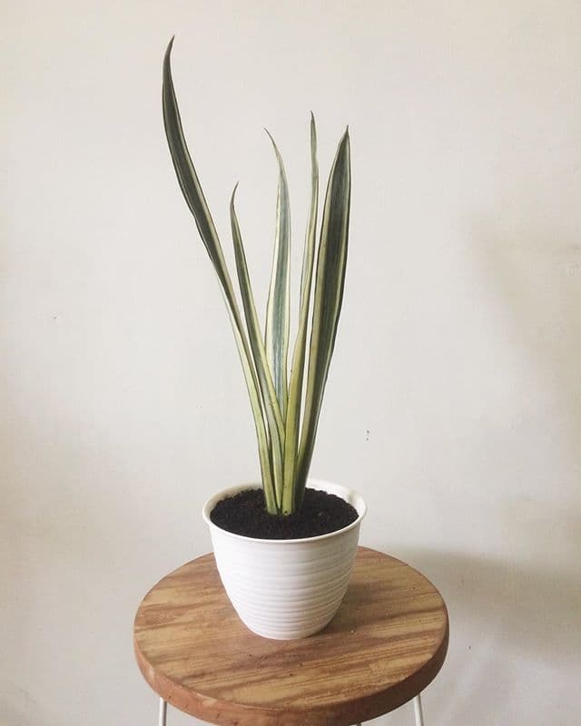 /images/plants/sansevieria-trifasciata-bantels-sensation-3.jpg
