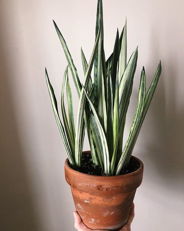 /images/plants/sansevieria-trifasciata-bantels-sensation-4.jpg