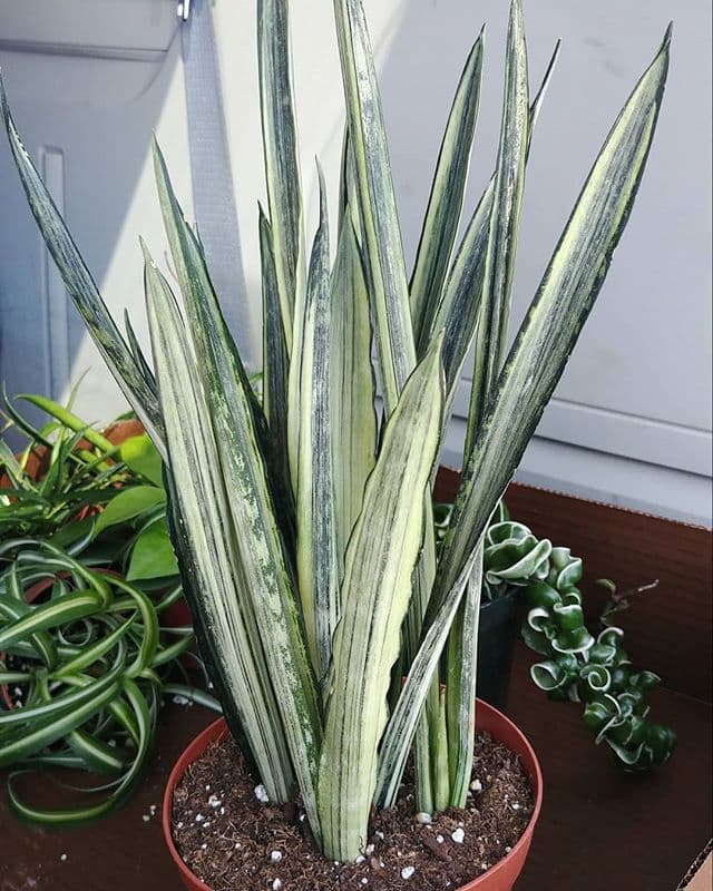/images/plants/sansevieria-trifasciata-bantels-sensation-5.jpg