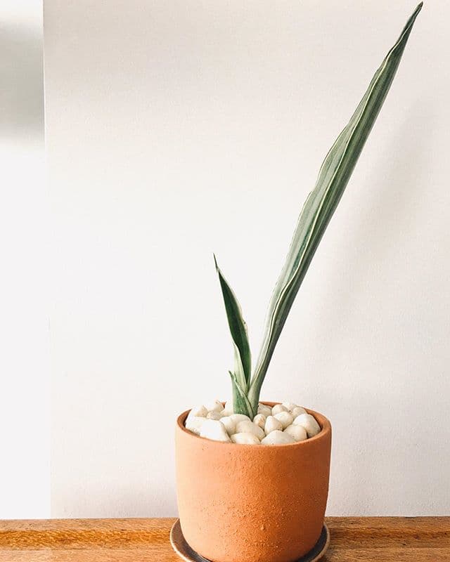 /images/plants/sansevieria-trifasciata-bantels-sensation-6.jpg