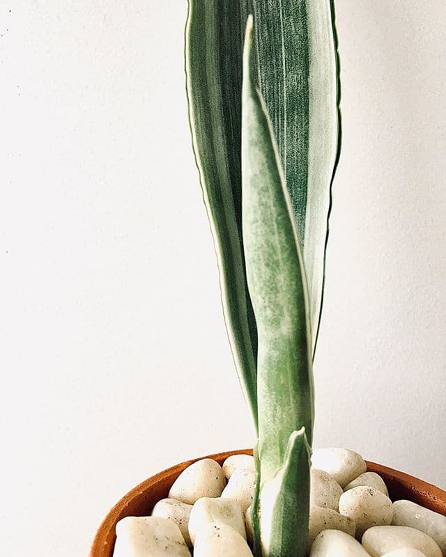 /images/plants/sansevieria-trifasciata-bantels-sensation-7.jpg