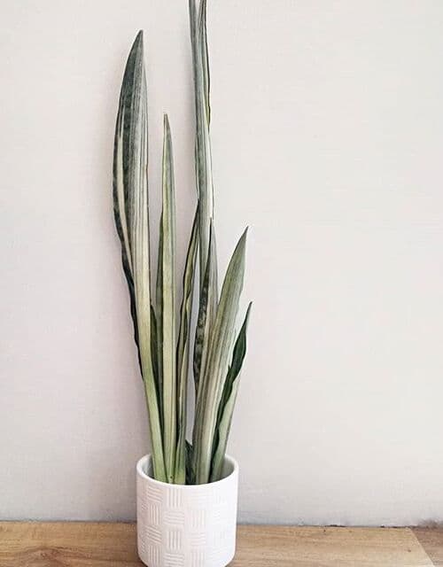 /images/plants/sansevieria-trifasciata-bantels-sensation-8.jpg