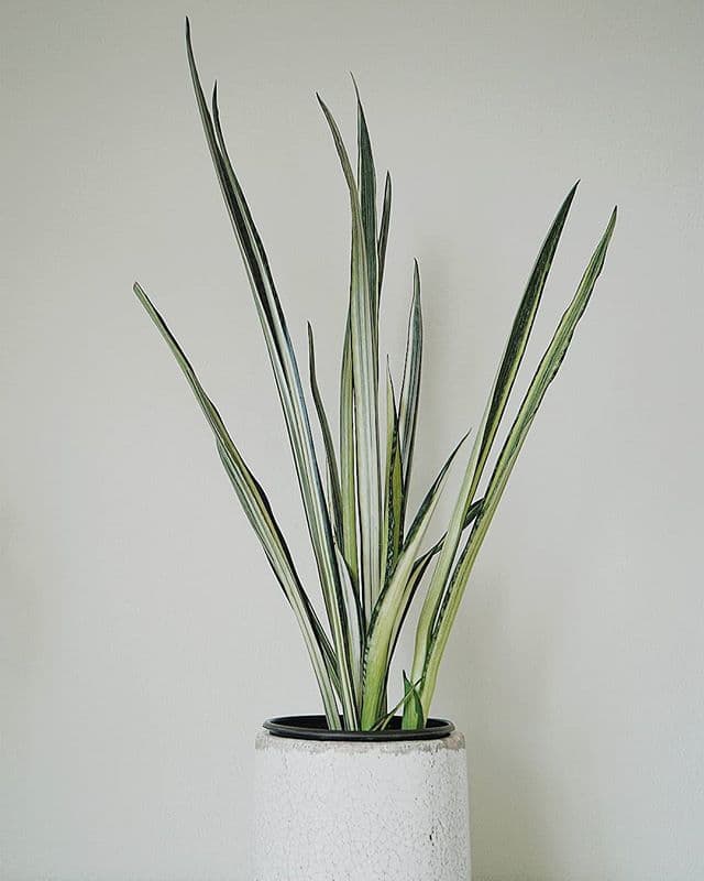 /images/plants/sansevieria-trifasciata-bantels-sensation-9.jpg