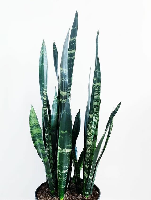 /images/plants/sansevieria-trifasciata-black-coral-6.jpg