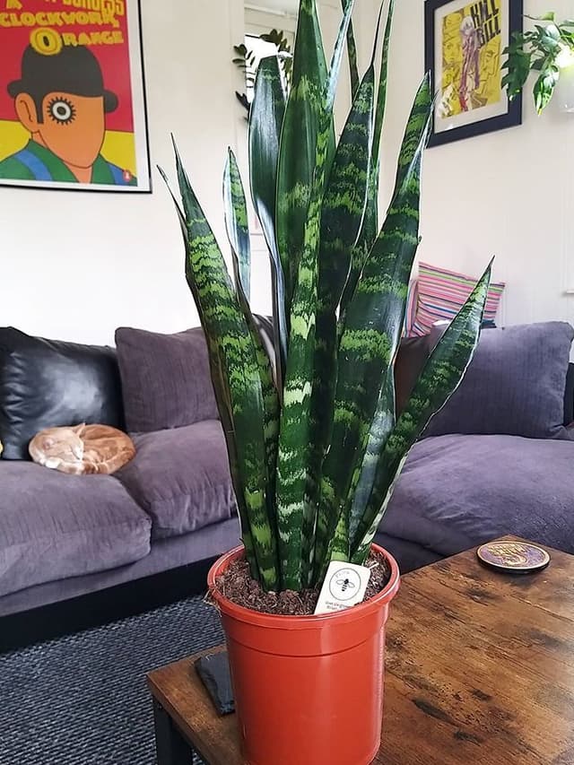 /images/plants/sansevieria-trifasciata-black-coral-7.jpg