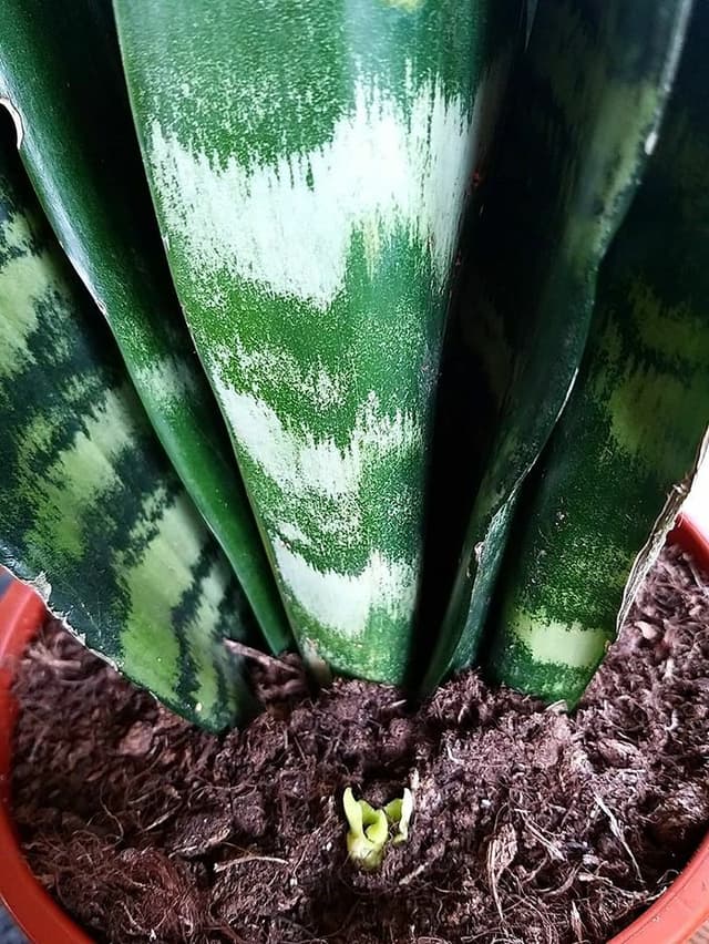 /images/plants/sansevieria-trifasciata-black-coral-9.jpg