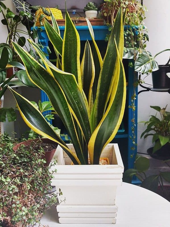 /images/plants/sansevieria-trifasciata-black-gold-1.jpg