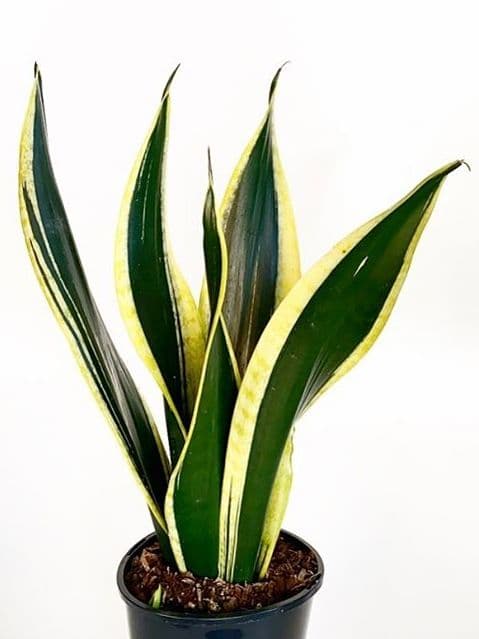 /images/plants/sansevieria-trifasciata-black-gold-2.jpg