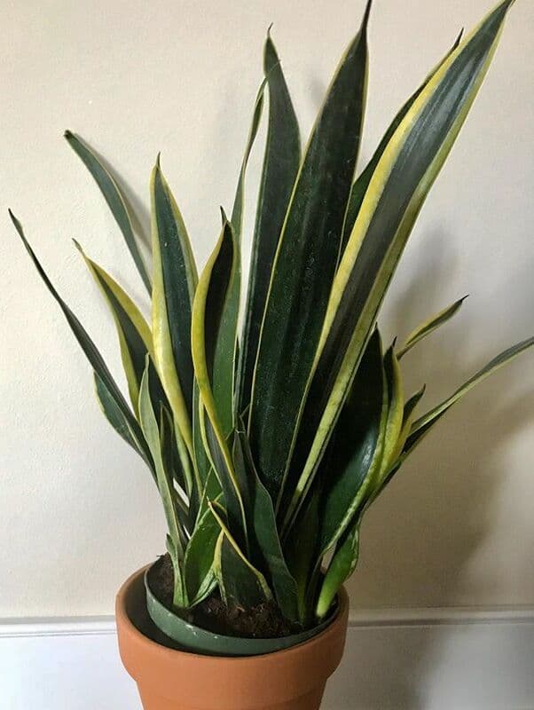 /images/plants/sansevieria-trifasciata-black-gold-4.jpg