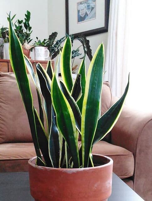 /images/plants/sansevieria-trifasciata-black-gold-5.jpg