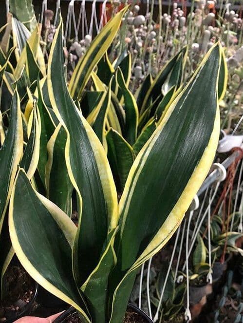 /images/plants/sansevieria-trifasciata-black-gold-6.jpg