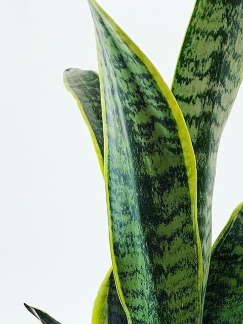 /images/plants/sansevieria-trifasciata-laurentii-10.jpg