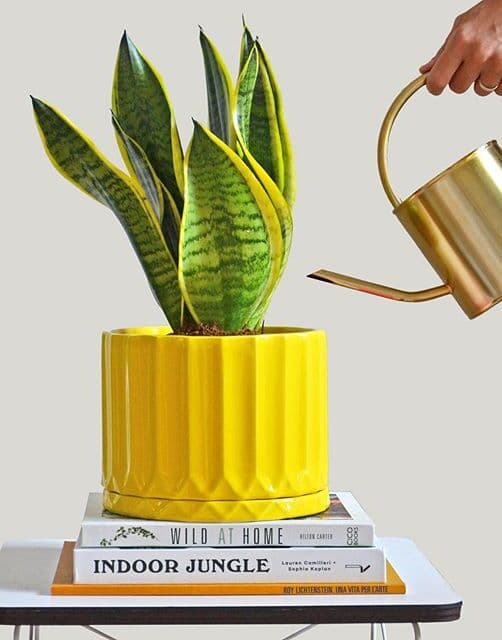 /images/plants/sansevieria-trifasciata-laurentii-11.jpg
