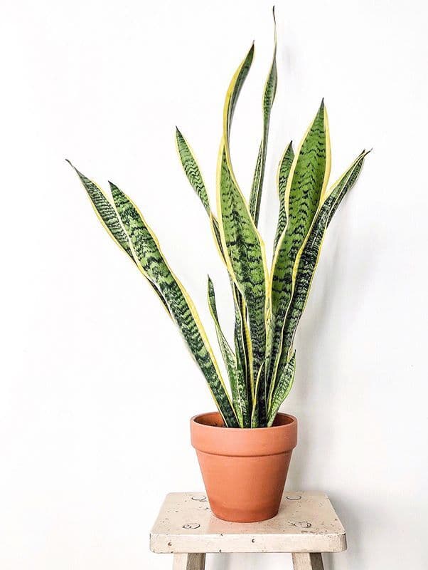 /images/plants/sansevieria-trifasciata-laurentii-2.jpg