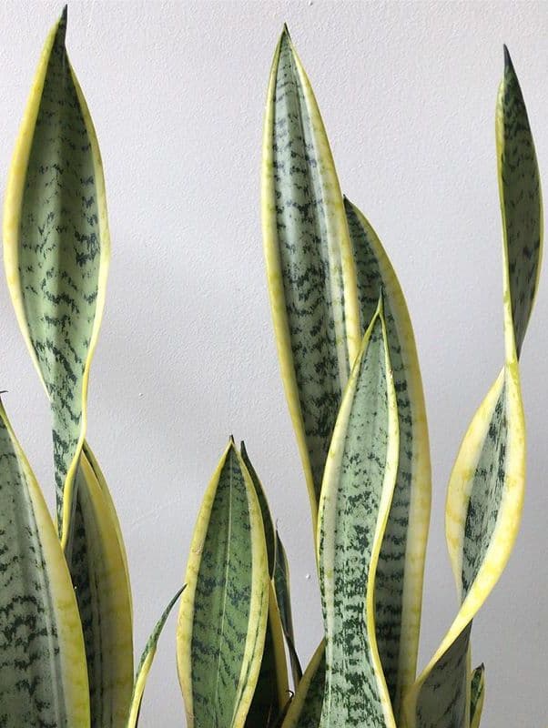 /images/plants/sansevieria-trifasciata-laurentii-3.jpg