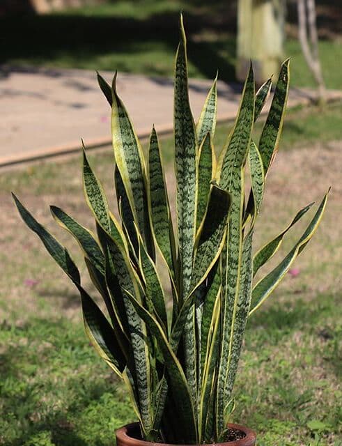 /images/plants/sansevieria-trifasciata-laurentii-4.jpg