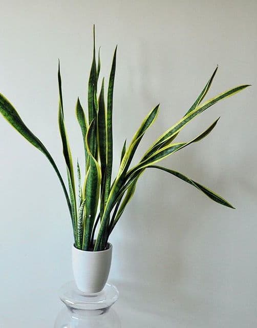/images/plants/sansevieria-trifasciata-laurentii-5.jpg