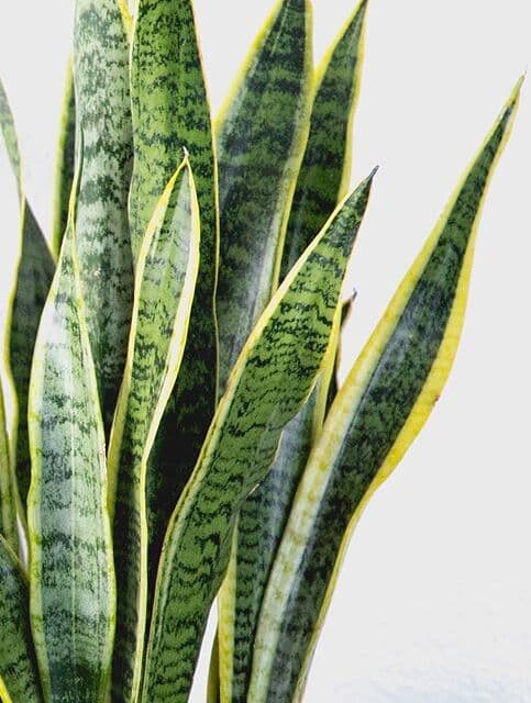 /images/plants/sansevieria-trifasciata-laurentii-6.jpg