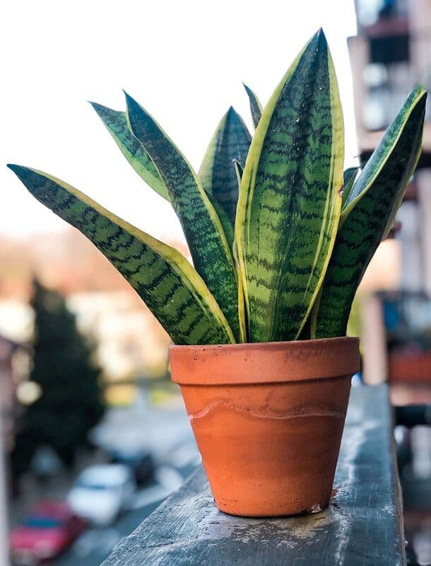 /images/plants/sansevieria-trifasciata-laurentii-7.jpg