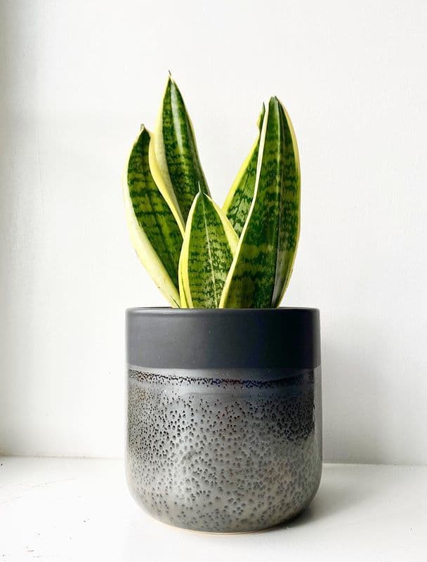 /images/plants/sansevieria-trifasciata-laurentii-9.jpg