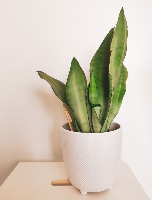 /images/plants/sansevieria-trifasciata-moonshine-1.jpg