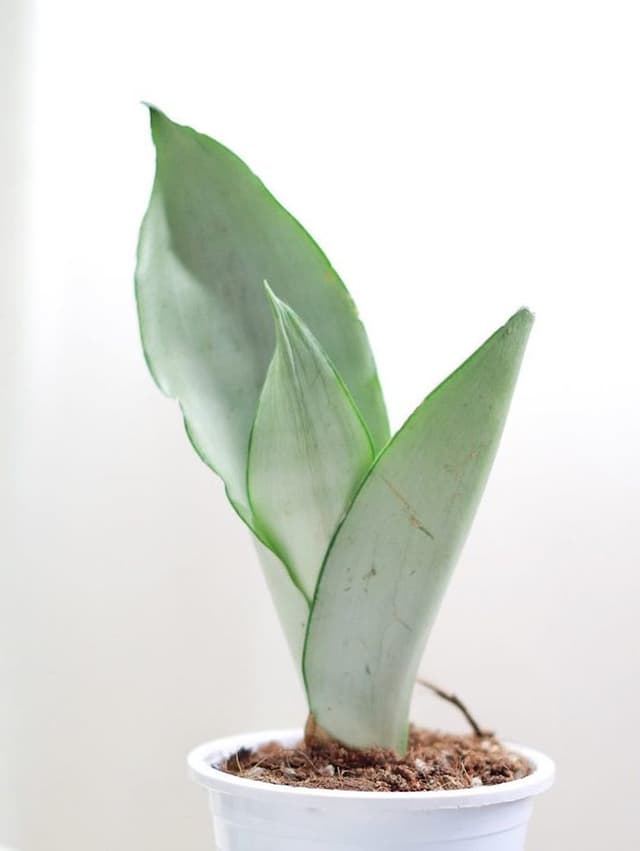 /images/plants/sansevieria-trifasciata-moonshine-10.jpg