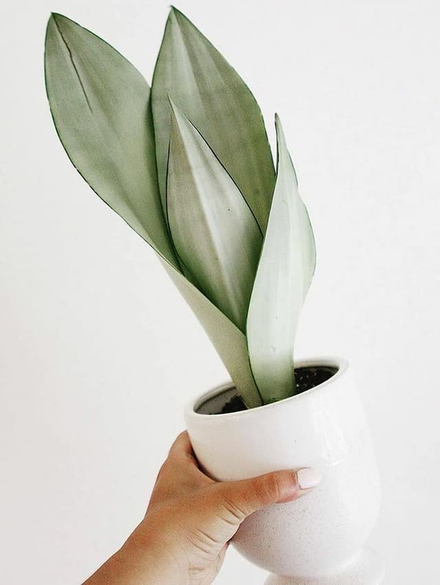 /images/plants/sansevieria-trifasciata-moonshine-11.jpg