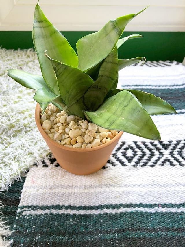 /images/plants/sansevieria-trifasciata-moonshine-2.jpg