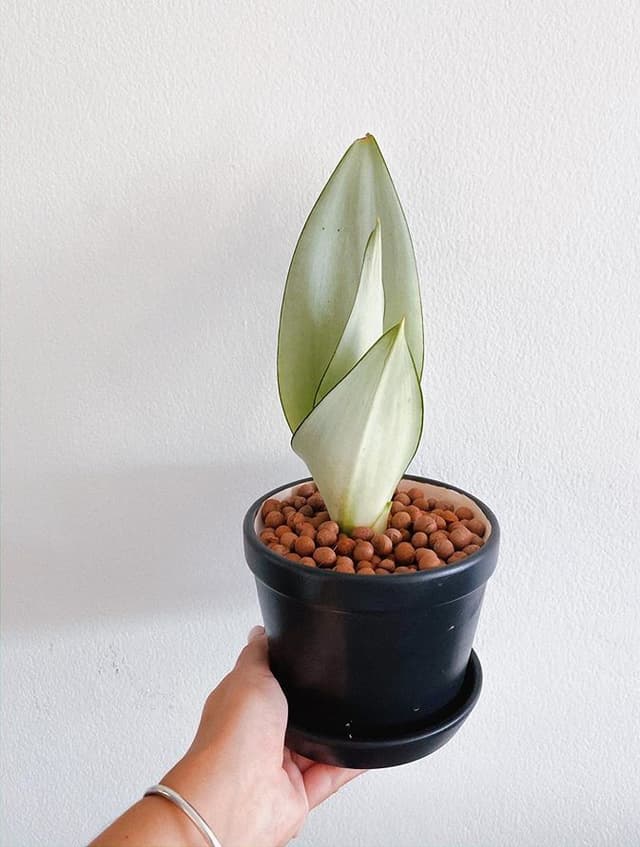 /images/plants/sansevieria-trifasciata-moonshine-3.jpg
