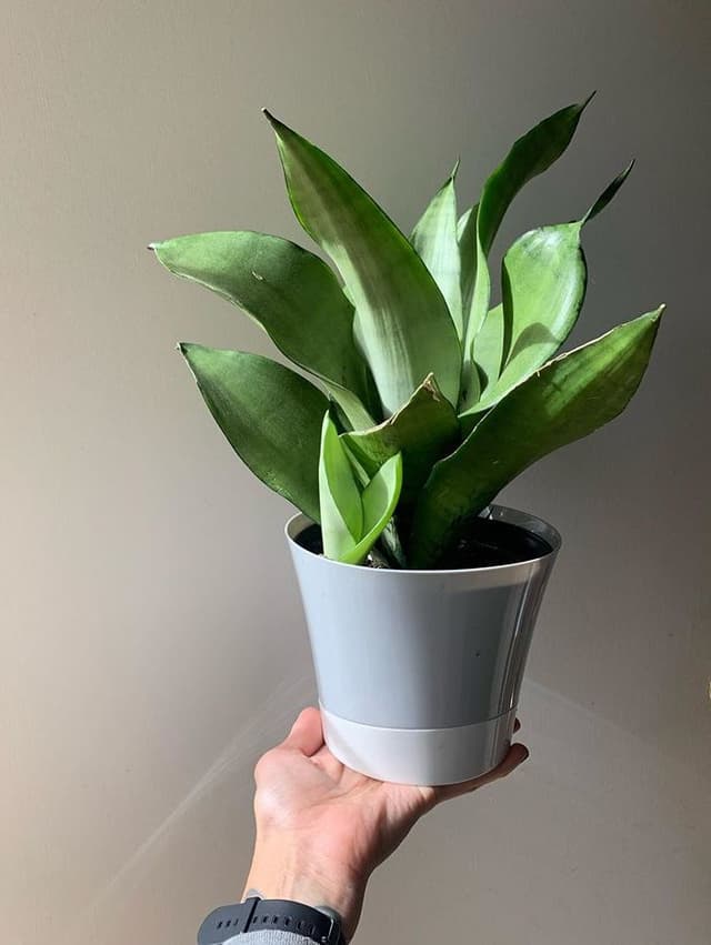 /images/plants/sansevieria-trifasciata-moonshine-4.jpg