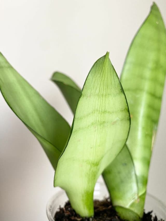 /images/plants/sansevieria-trifasciata-moonshine-5.jpg