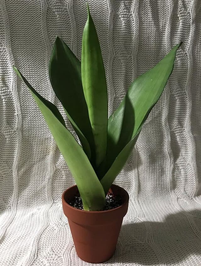 /images/plants/sansevieria-trifasciata-moonshine-6.jpg