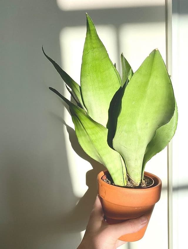 /images/plants/sansevieria-trifasciata-moonshine-7.jpg