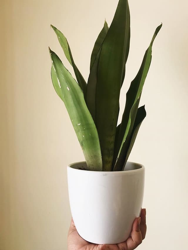 /images/plants/sansevieria-trifasciata-moonshine-8.jpg