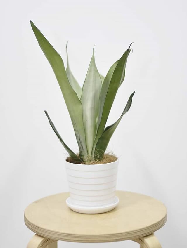 /images/plants/sansevieria-trifasciata-moonshine-9.jpg