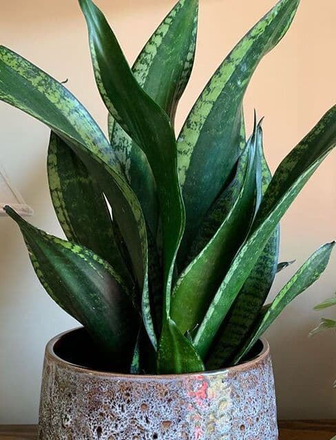 /images/plants/sansevieria-trifasciata-whitney-4.jpg