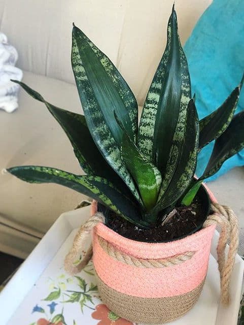 /images/plants/sansevieria-trifasciata-whitney-5.jpg