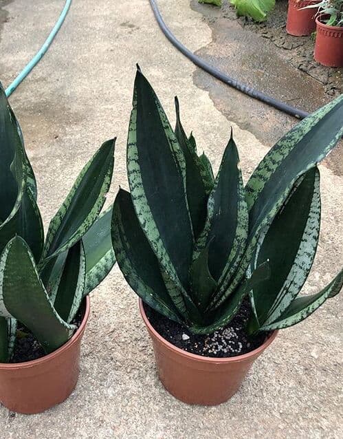 /images/plants/sansevieria-trifasciata-whitney-7.jpg