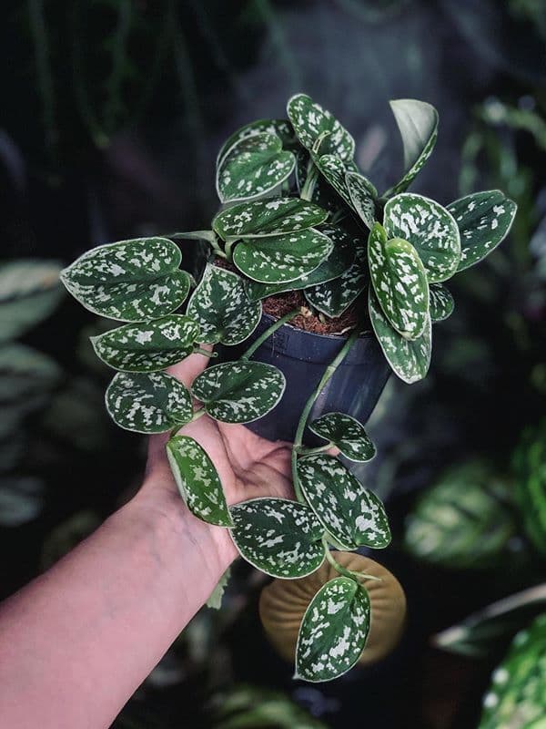 /images/plants/scindapsus-pictus-argyraeus-6.jpg