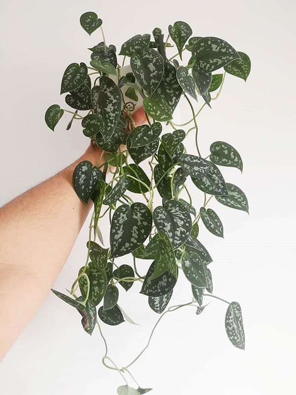 /images/plants/scindapsus-pictus-argyraeus-8.jpg