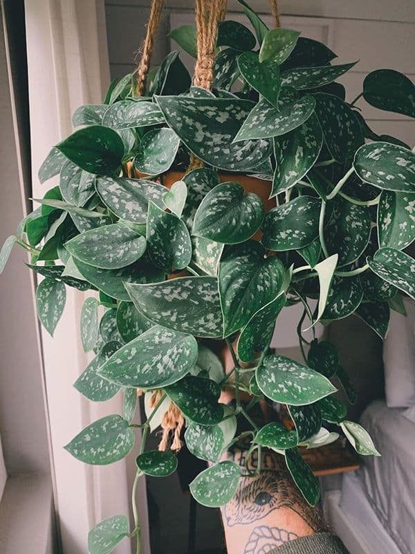 /images/plants/scindapsus-pictus-argyraeus-9.jpg