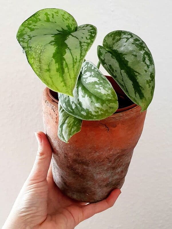 /images/plants/scindapsus-pictus-exotica-10.jpg