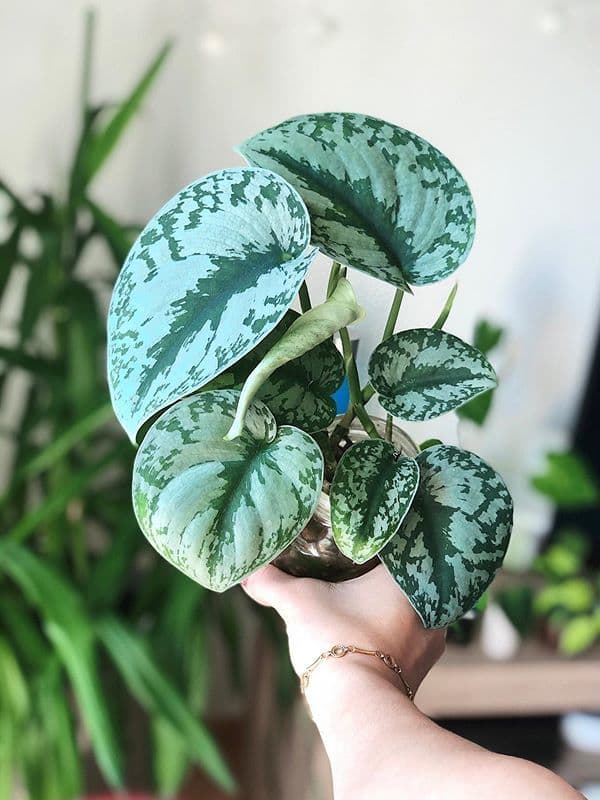 /images/plants/scindapsus-pictus-exotica-11.jpg