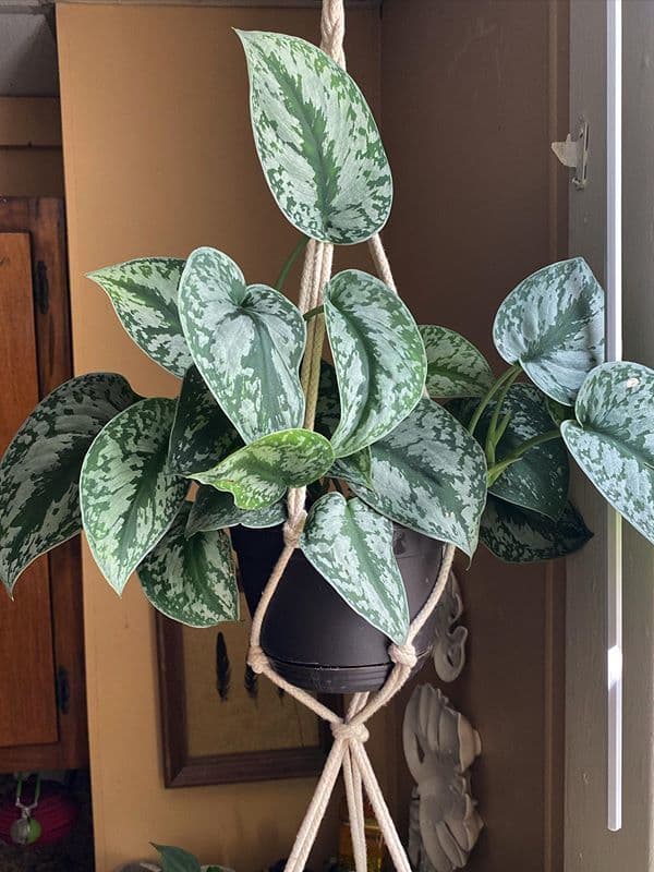 /images/plants/scindapsus-pictus-exotica-12.jpg